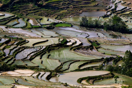  Hani Rice Terraces, Yunnan